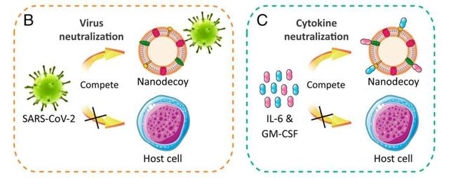 科學(xué)新突破 誘餌細(xì)胞技術(shù)成功“誘殺”新冠病毒