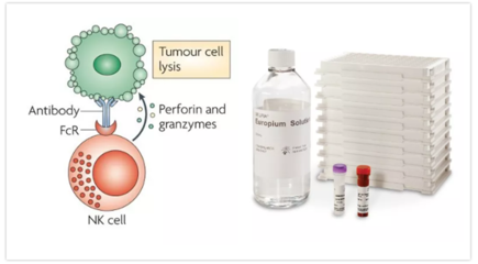 DELFIA經典技術在單抗研發與細胞治療中的應用——AD0116細胞殺傷專題聚焦ADCC技術研發與前景